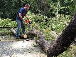 Best Tree Preservation Services  in Temecula, CA