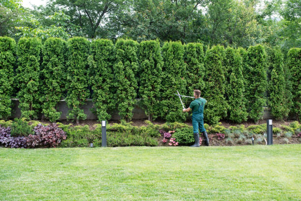 Best Lawn Mowing  in Temecula, CA