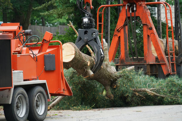 Best Leaf Removal  in Temecula, CA