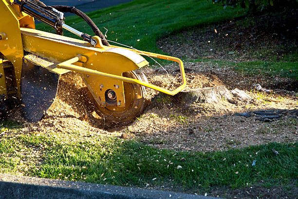 Best Tree Mulching  in Temecula, CA