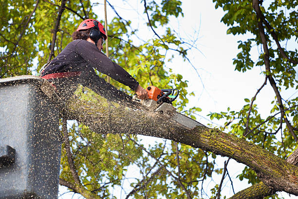 Best Tree Disease Treatment  in Temecula, CA